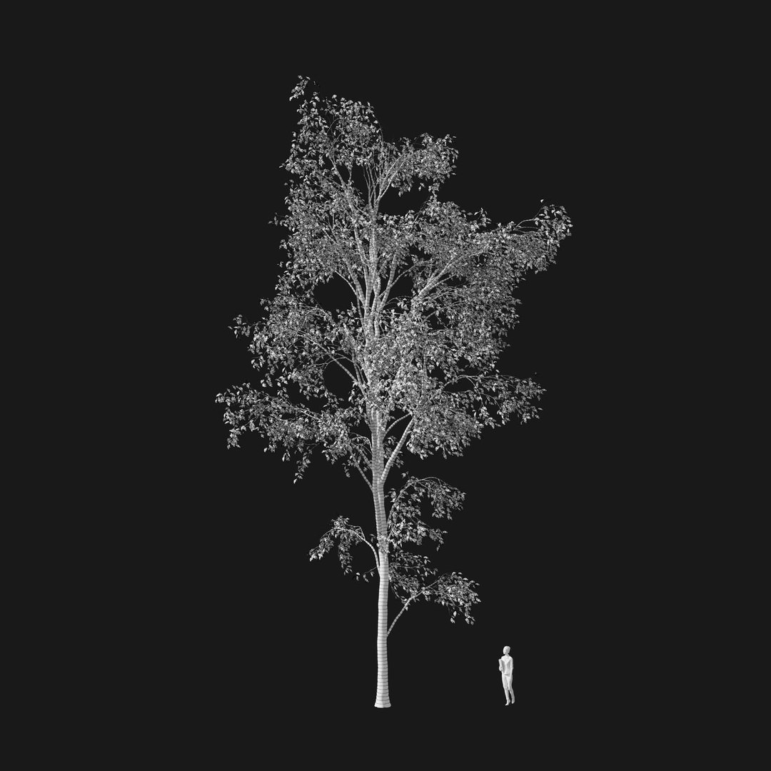 3D model Real Trees I https://p.turbosquid.com/ts-thumb/Ij/Jk2K9a/ax/vpquercosalienav3wire/jpg/1684780985/1920x1080/fit_q87/0ac30f36227713acc604473060075e639e51de0d/vpquercosalienav3wire.jpg