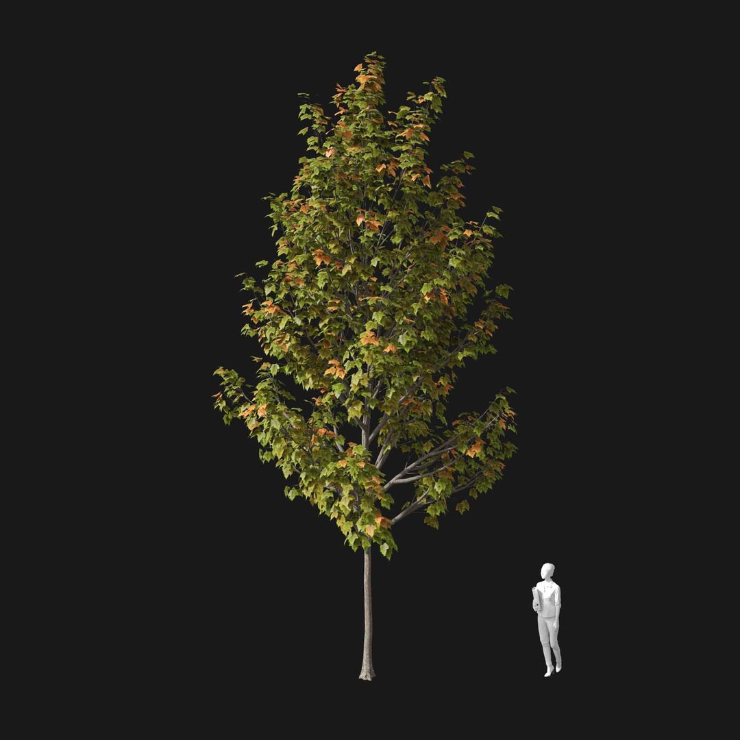 3D model Real Trees I https://p.turbosquid.com/ts-thumb/Ij/Jk2K9a/bA/vpacerrubrumv4/jpg/1684780938/1920x1080/fit_q87/bf7706701337d8fa20827c2f530febe048cd4796/vpacerrubrumv4.jpg