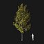 Real Trees I