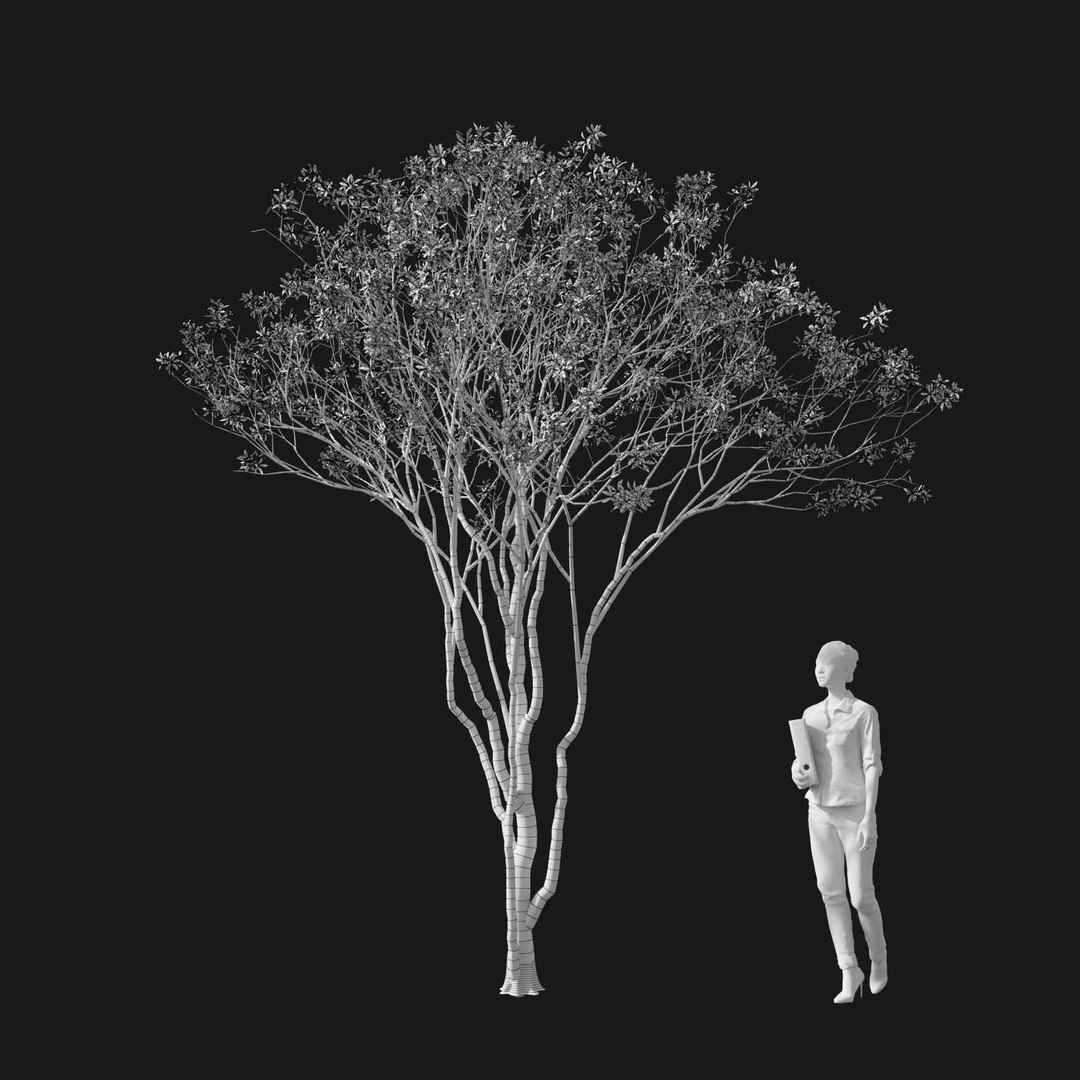 3D model Real Trees I https://p.turbosquid.com/ts-thumb/Ij/Jk2K9a/br/vpamelanchiercanadensisv1wire/jpg/1684780944/1920x1080/fit_q87/c4ff1637f6b02443b8eec746f903826a7d4af8df/vpamelanchiercanadensisv1wire.jpg