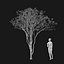 Real Trees I