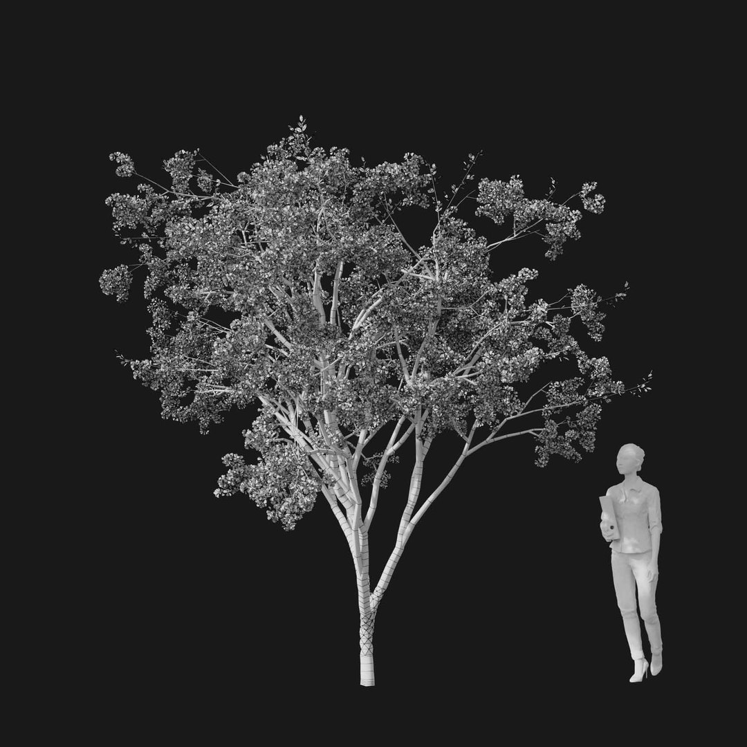 3D model Real Trees I https://p.turbosquid.com/ts-thumb/Ij/Jk2K9a/c2/vpcherryblossomv4wire/jpg/1684780950/1920x1080/fit_q87/c567f9f5514f7a4feaa8e21e06f460b10ee6c4d4/vpcherryblossomv4wire.jpg