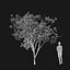 Real Trees I