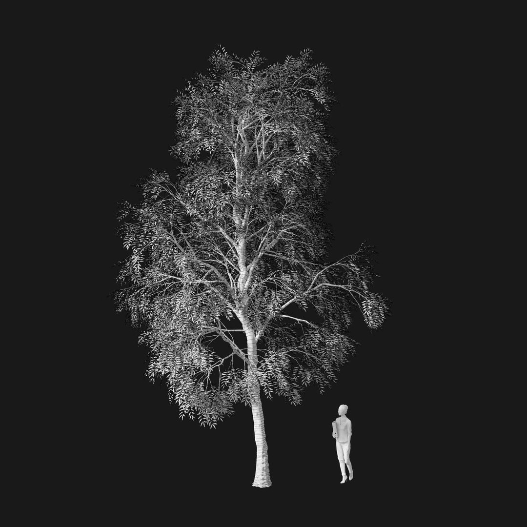 3D model Real Trees I https://p.turbosquid.com/ts-thumb/Ij/Jk2K9a/er/vpfraxinusexcelsiorv2wire/jpg/1684780952/1920x1080/fit_q87/37598fc52eb9c8fc62475f8113fed6ee04311ace/vpfraxinusexcelsiorv2wire.jpg