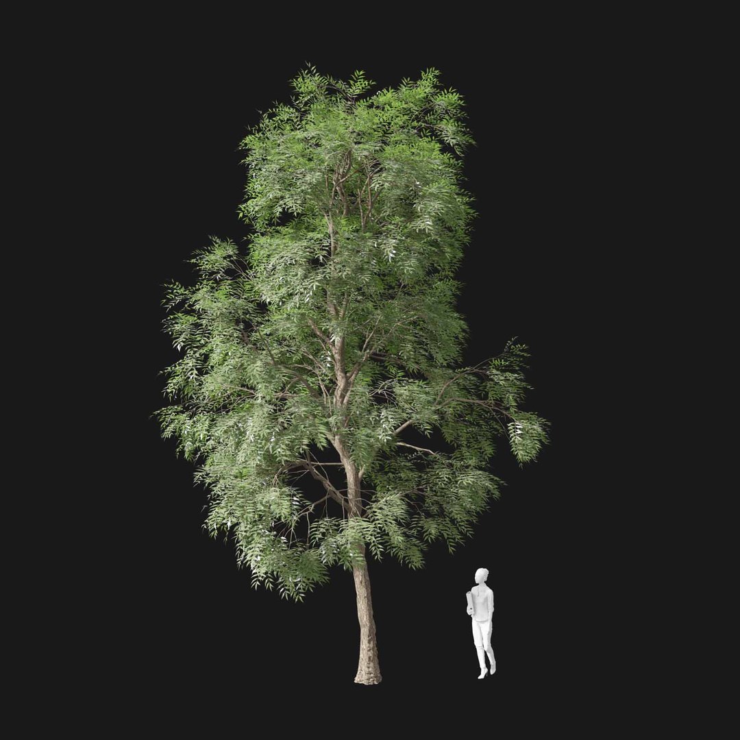 3D model Real Trees I https://p.turbosquid.com/ts-thumb/Ij/Jk2K9a/g4/vpfraxinusexcelsiorv2/jpg/1684780952/1920x1080/fit_q87/82b07440088c4fd439cd7be67eee1fc76a13ba82/vpfraxinusexcelsiorv2.jpg