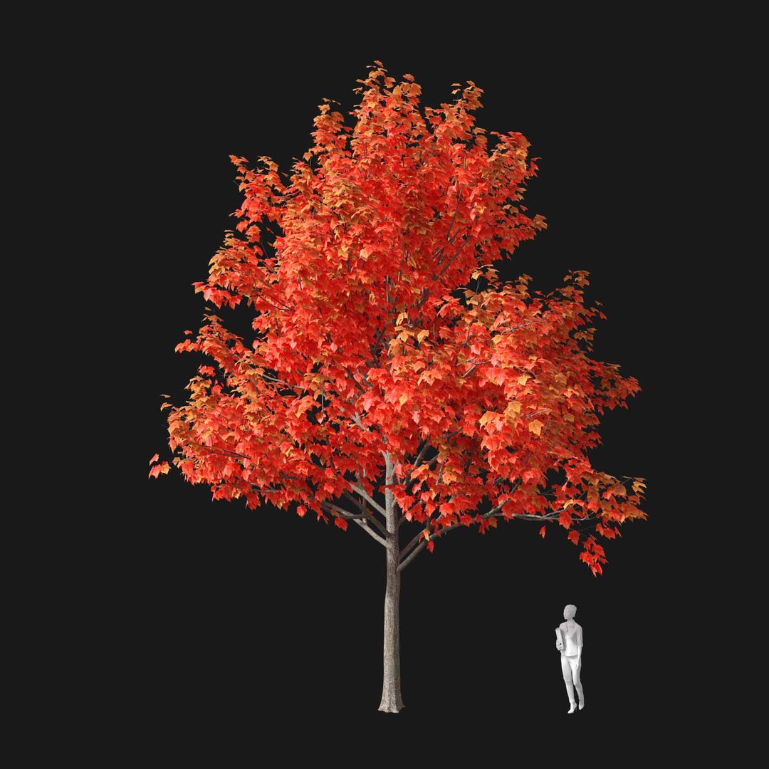 3D model Real Trees I https://p.turbosquid.com/ts-thumb/Ij/Jk2K9a/gA/vpacerrubrumv1/jpg/1684780936/1920x1080/fit_q87/f0620454c50ef7388cc086ddb88261c7f2f5873f/vpacerrubrumv1.jpg