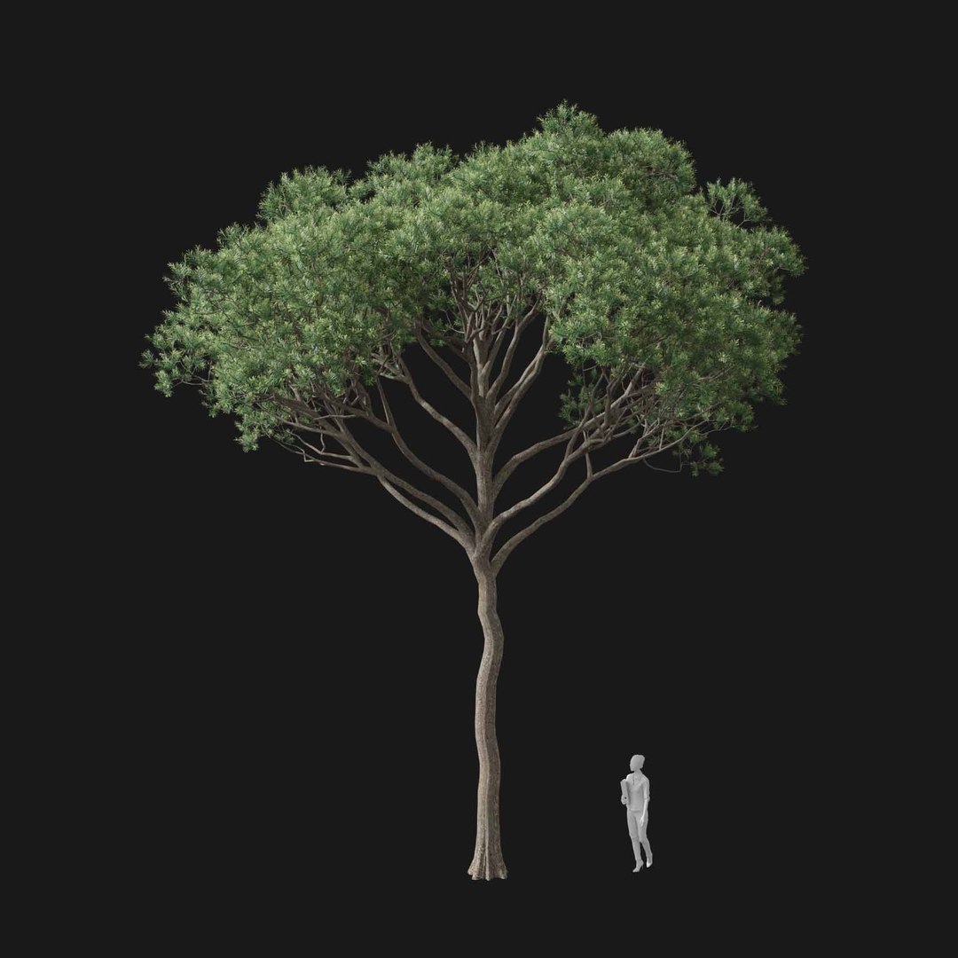 3D model Real Trees I https://p.turbosquid.com/ts-thumb/Ij/Jk2K9a/gX/vppinuspineav4/jpg/1684780978/1920x1080/fit_q87/97101044b3e219c2214b6c80a69614d01662490f/vppinuspineav4.jpg