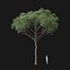 Real Trees I