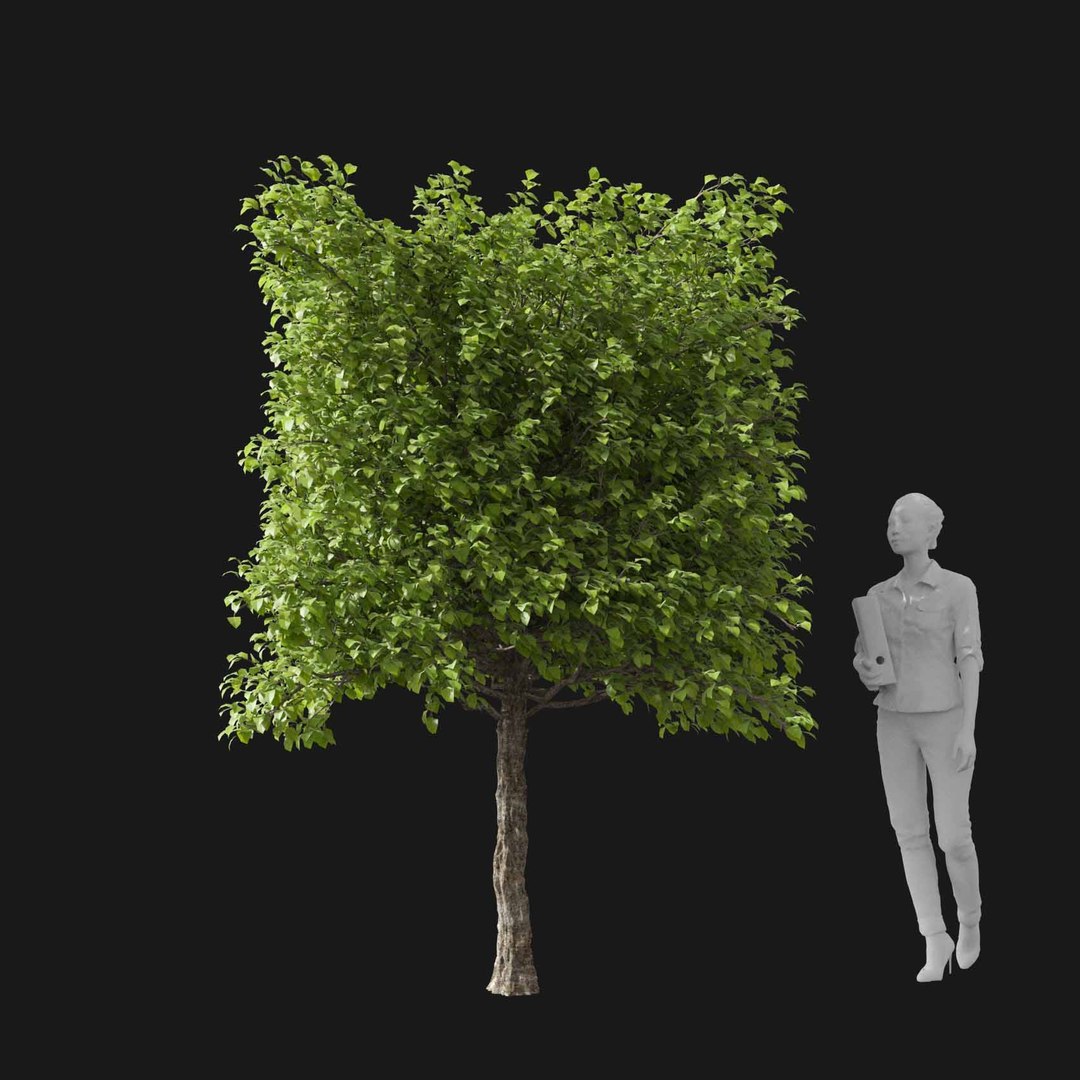 3D model Real Trees I https://p.turbosquid.com/ts-thumb/Ij/Jk2K9a/gw/vphornbeamv2/jpg/1684780956/1920x1080/fit_q87/741470defdf0df35f28e7bdcd60897ad4ac1f3b7/vphornbeamv2.jpg