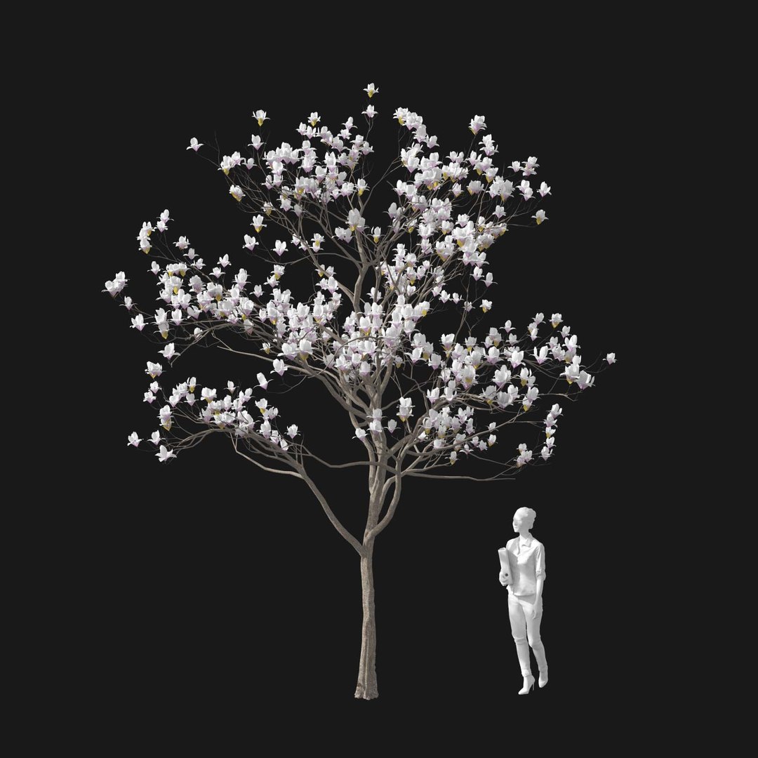 3D model Real Trees I https://p.turbosquid.com/ts-thumb/Ij/Jk2K9a/hD/vpmagnoliav3b/jpg/1684780961/1920x1080/fit_q87/935b6d7c149a5944140297b1e7ca6f5cba46bb98/vpmagnoliav3b.jpg