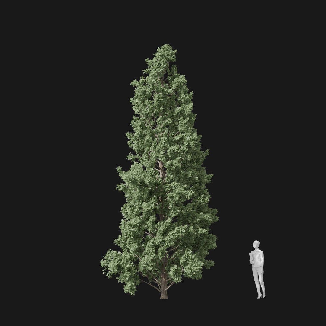 3D model Real Trees I https://p.turbosquid.com/ts-thumb/Ij/Jk2K9a/hr/vpquercusroburv2/jpg/1684780988/1920x1080/fit_q87/9351fafdff8bdee50e512ca6d11da2965bf5b96c/vpquercusroburv2.jpg