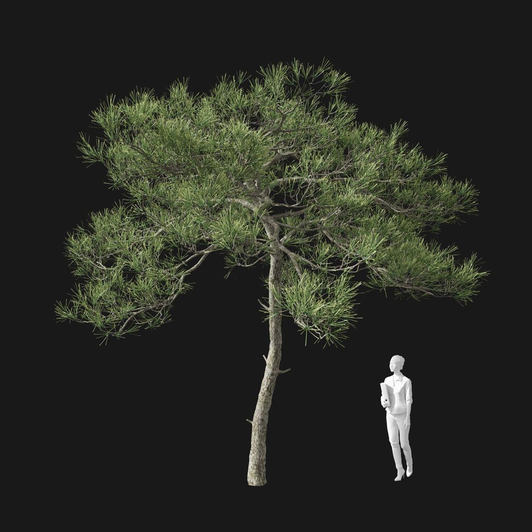 3D model Real Trees I https://p.turbosquid.com/ts-thumb/Ij/Jk2K9a/i4/vppinussylvestrisv2/jpg/1684780980/1920x1080/fit_q87/e25e9a5533511ffffb2c460bb6f36ebd0971344b/vppinussylvestrisv2.jpg