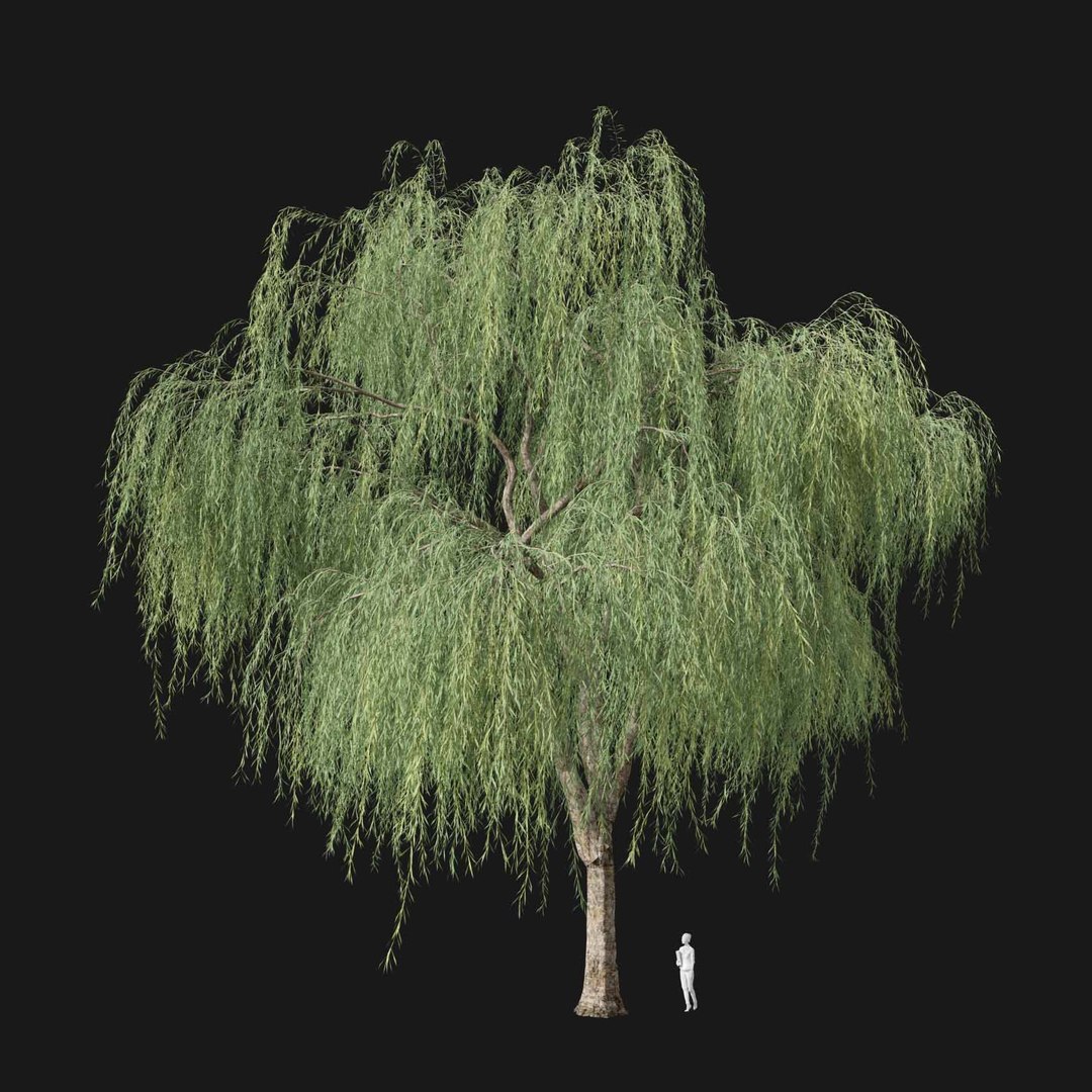 3D model Real Trees I https://p.turbosquid.com/ts-thumb/Ij/Jk2K9a/iZ/vpweepingwillowv4/jpg/1684780996/1920x1080/fit_q87/009073c34dc29b8be137e68b06445121cb29a801/vpweepingwillowv4.jpg