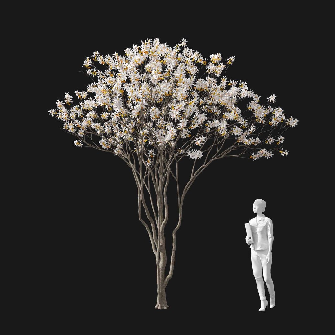 3D model Real Trees I https://p.turbosquid.com/ts-thumb/Ij/Jk2K9a/ij/vpamelanchiercanadensisv1/jpg/1684780943/1920x1080/fit_q87/2bb95bc23505d88c0d11c4b0cf97d8e1ffa0a1a0/vpamelanchiercanadensisv1.jpg