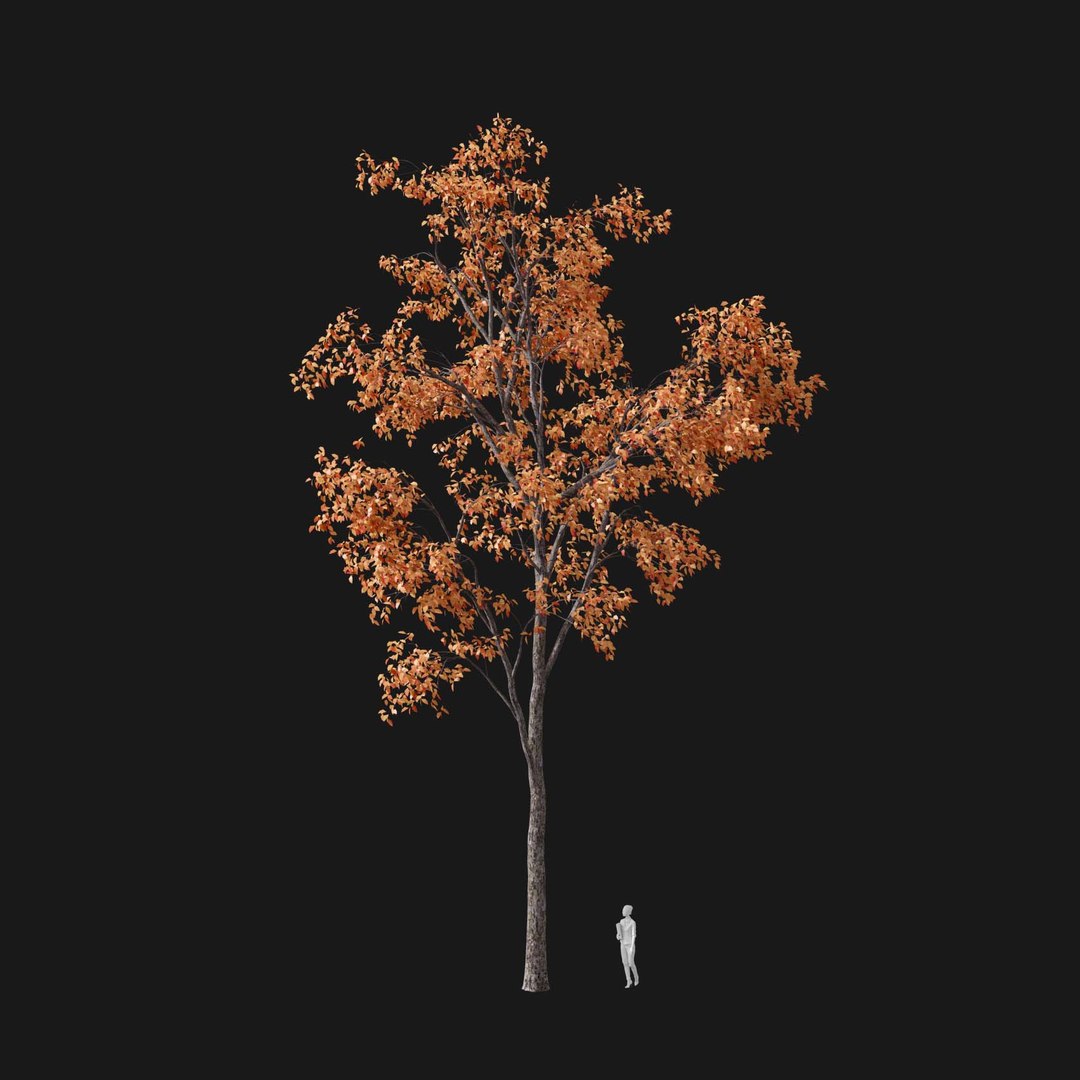 3D model Real Trees I https://p.turbosquid.com/ts-thumb/Ij/Jk2K9a/it/vpquercosalienav2/jpg/1684780984/1920x1080/fit_q87/e6682484ebf3dbafe6051b900eda111bea136dc5/vpquercosalienav2.jpg