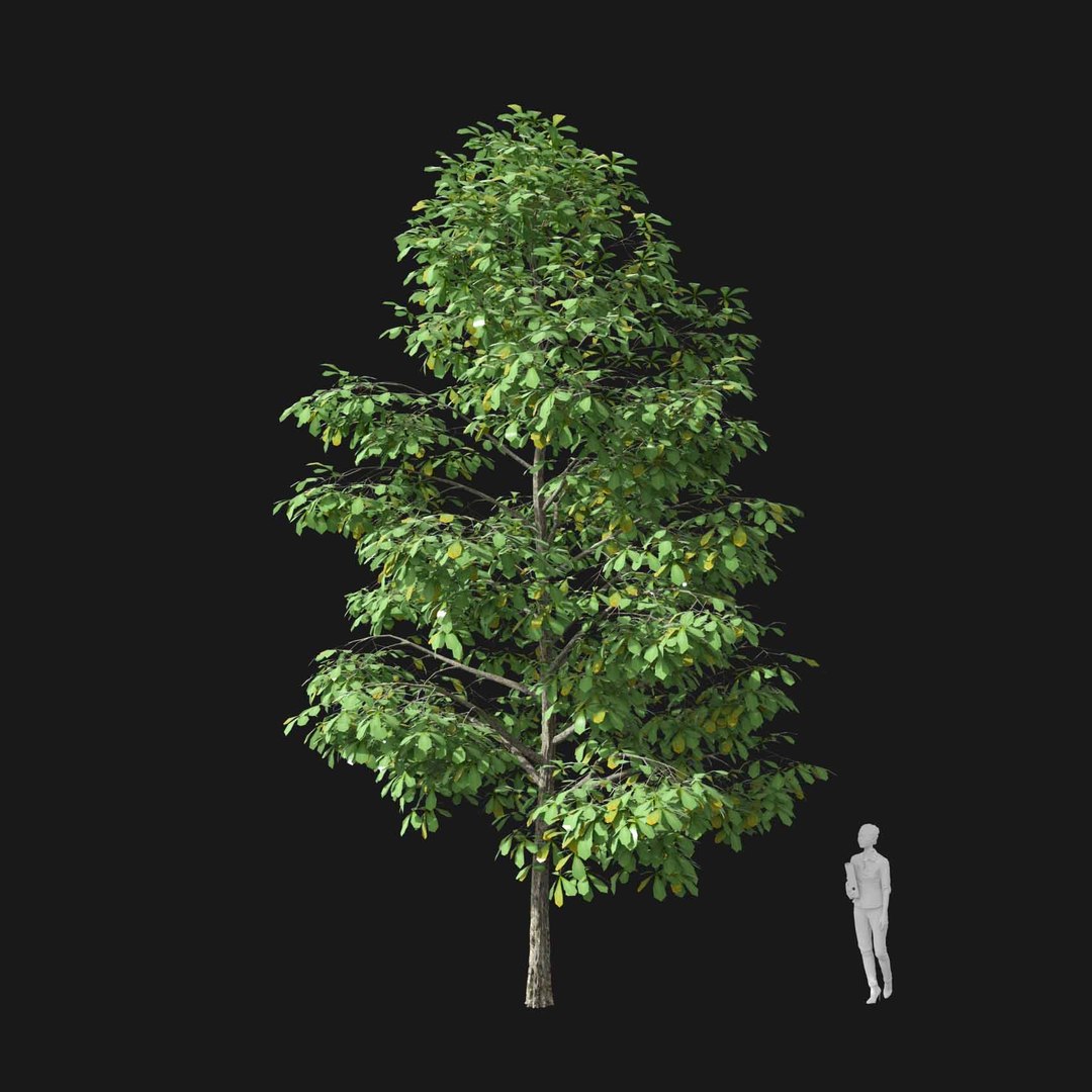 3D model Real Trees I https://p.turbosquid.com/ts-thumb/Ij/Jk2K9a/kR/vpaesculushippocastanumv2/jpg/1684780940/1920x1080/fit_q87/d8a9069410090866cb7bde0c853fce85b022c832/vpaesculushippocastanumv2.jpg