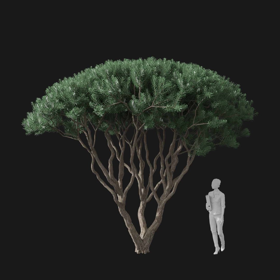 3D model Real Trees I https://p.turbosquid.com/ts-thumb/Ij/Jk2K9a/kR/vppinusmugov1/jpg/1684780971/1920x1080/fit_q87/f72951fcfa04be29d70212c09b72eb3807efa8f9/vppinusmugov1.jpg