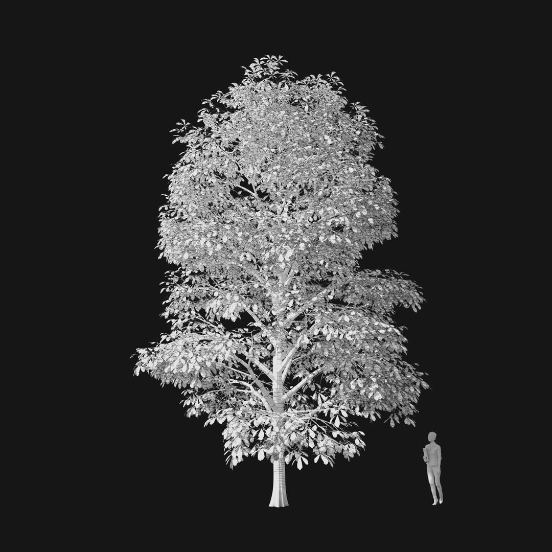 3D model Real Trees I https://p.turbosquid.com/ts-thumb/Ij/Jk2K9a/lc/vpaesculushippocastanumv3wire/jpg/1684780941/1920x1080/fit_q87/43f3956938bb94d973f177d93bedb10fdf5d78f3/vpaesculushippocastanumv3wire.jpg