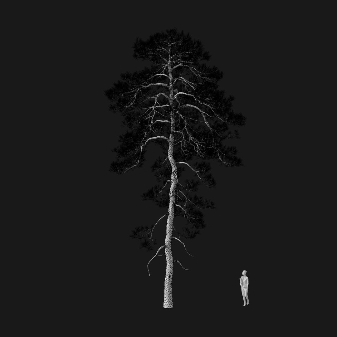 3D model Real Trees I https://p.turbosquid.com/ts-thumb/Ij/Jk2K9a/ly/vppinussylvestrisv3wire/jpg/1684780981/1920x1080/fit_q87/addc9b68c44fd05a40e1753fc0d291195de72379/vppinussylvestrisv3wire.jpg
