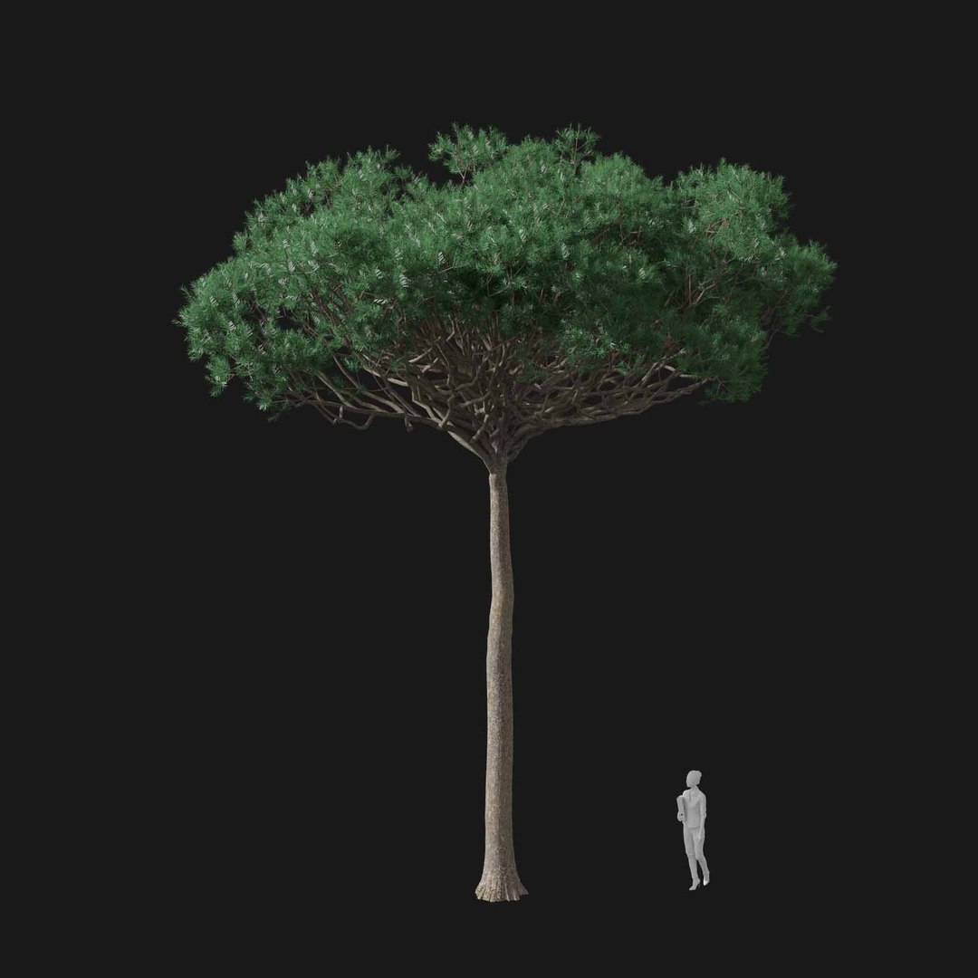 3D model Real Trees I https://p.turbosquid.com/ts-thumb/Ij/Jk2K9a/m5/vppinuspineav3/jpg/1684780978/1920x1080/fit_q87/c68fc2ae19d560f69aa727c46bbd2e7e99d6b676/vppinuspineav3.jpg