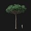 Real Trees I