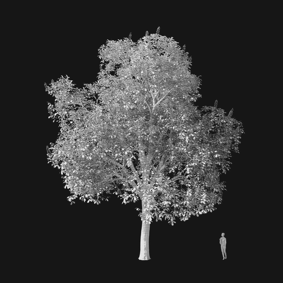 3D model Real Trees I https://p.turbosquid.com/ts-thumb/Ij/Jk2K9a/mj/vpaesculushippocastanumv1wire1920/jpg/1684781626/1920x1080/fit_q87/dbe0685200ffa45aed2cc0fcd7960392347b0acd/vpaesculushippocastanumv1wire1920.jpg