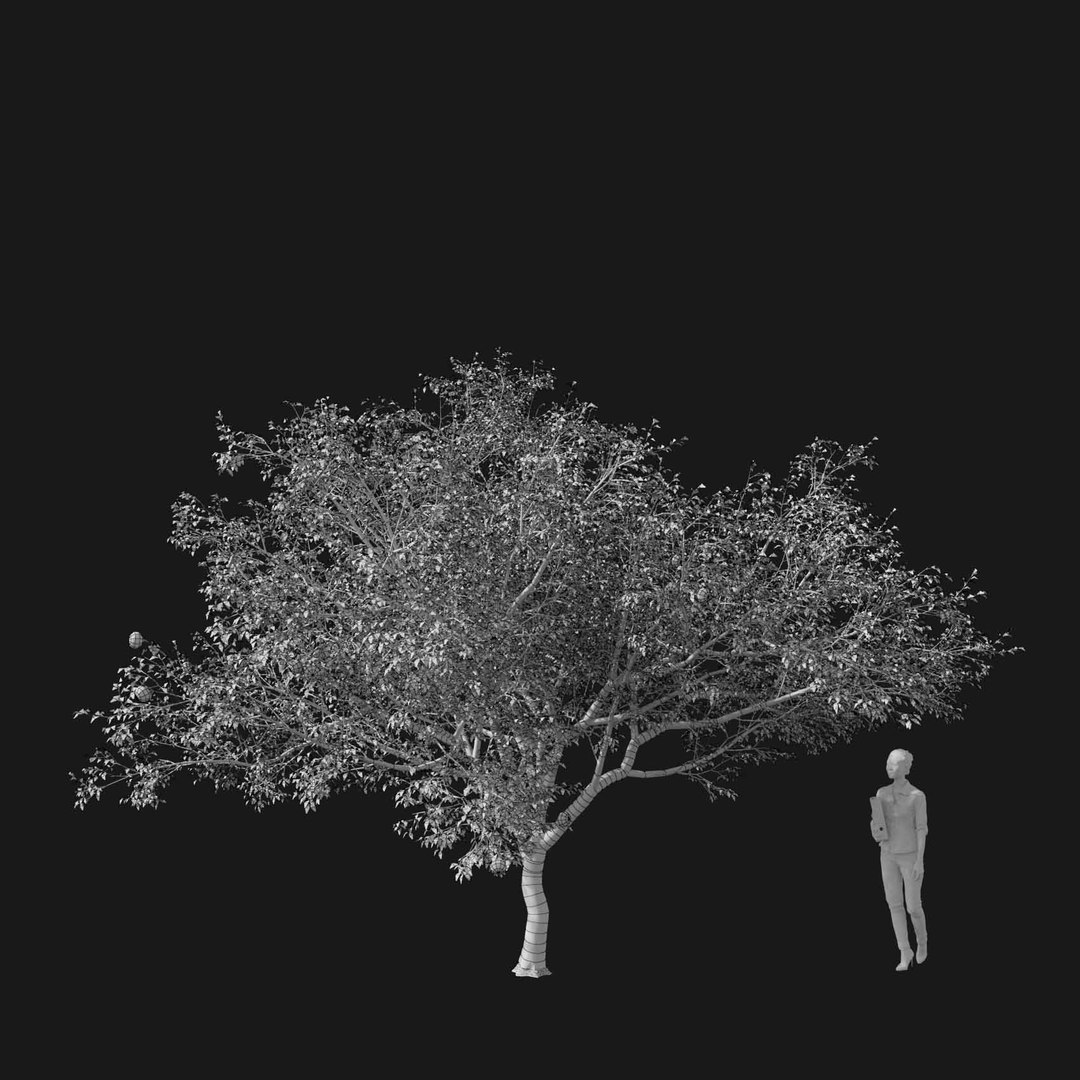 3D model Real Trees I https://p.turbosquid.com/ts-thumb/Ij/Jk2K9a/n2/vpmalusv3wire/jpg/1684780965/1920x1080/fit_q87/c5faa83c748ddad18b4d2734ca733b9f962382c9/vpmalusv3wire.jpg