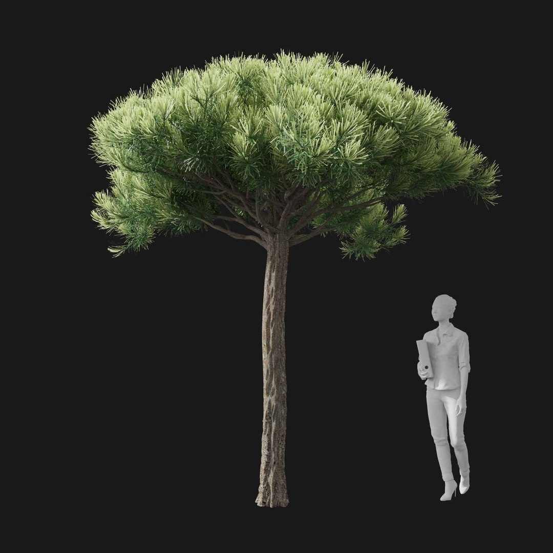 3D model Real Trees I https://p.turbosquid.com/ts-thumb/Ij/Jk2K9a/nV/vppinuspineav2/jpg/1684780976/1920x1080/fit_q87/2129e64c9c4e957b9cef3508f51c19e8c541102c/vppinuspineav2.jpg