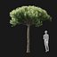 Real Trees I
