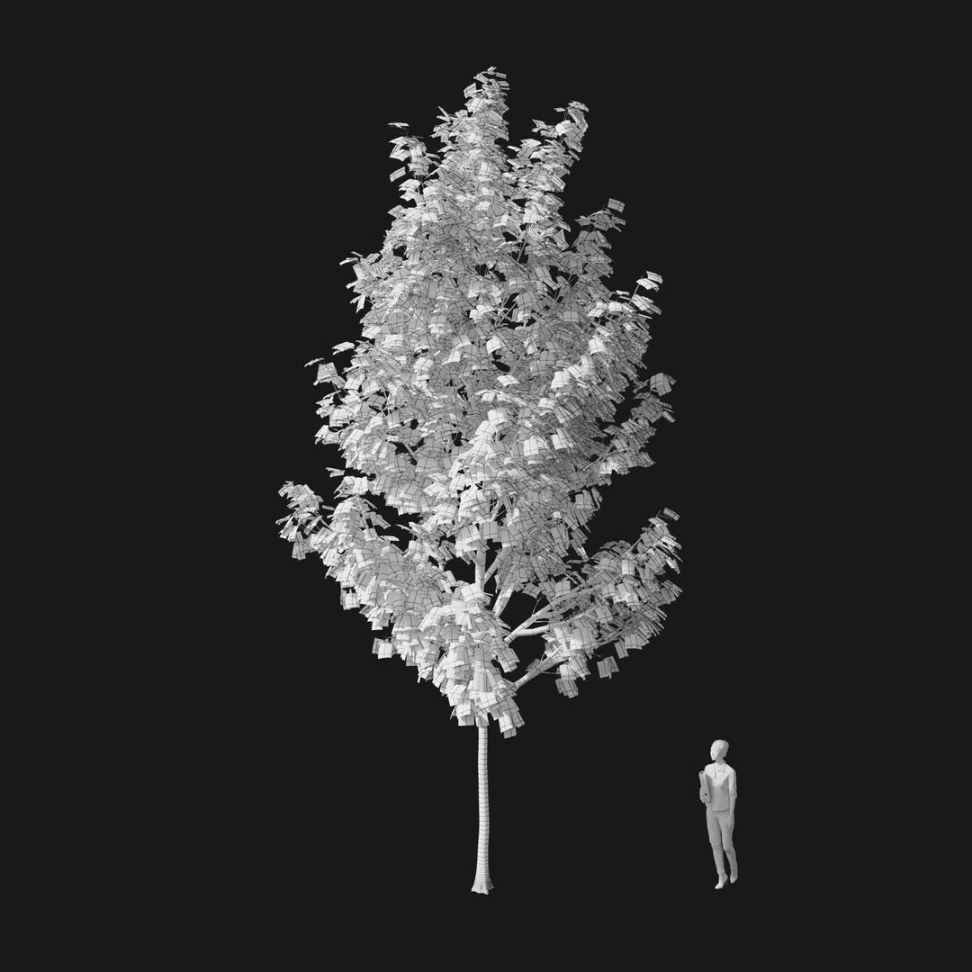 3D model Real Trees I https://p.turbosquid.com/ts-thumb/Ij/Jk2K9a/oS/vpacerrubrumv4wire/jpg/1684780938/1920x1080/fit_q87/ca59bd6546b89a1d0fafa8724748ea24bf152865/vpacerrubrumv4wire.jpg