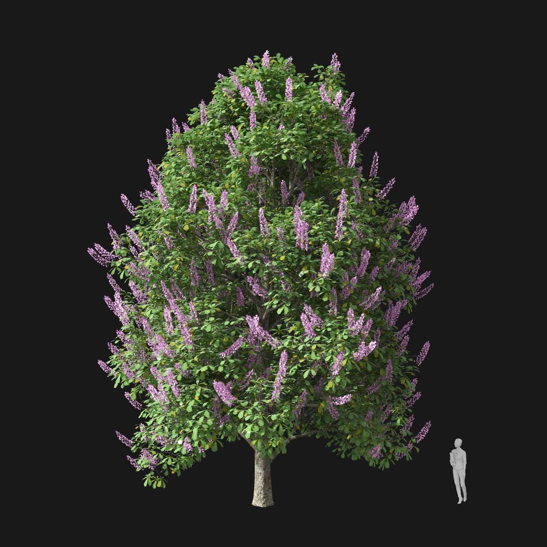 3D model Real Trees I https://p.turbosquid.com/ts-thumb/Ij/Jk2K9a/pW/vpaesculushippocastanumv4/jpg/1684780943/1920x1080/fit_q87/88ca03ea07c2c476d0f1433af2d7c8238062910e/vpaesculushippocastanumv4.jpg