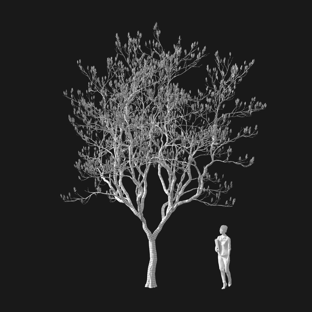 3D model Real Trees I https://p.turbosquid.com/ts-thumb/Ij/Jk2K9a/pY/vpmagnoliav1wire/jpg/1684780959/1920x1080/fit_q87/2bea8fec6d6908b2cac9e32a3f2d4f2ddfa471d2/vpmagnoliav1wire.jpg