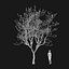 Real Trees I