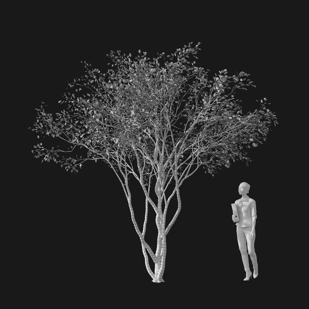 3D model Real Trees I https://p.turbosquid.com/ts-thumb/Ij/Jk2K9a/q4/vpamelanchiercanadensisv3wire/jpg/1684780945/1920x1080/fit_q87/155424d049516e5e643d0549e17e8cfda27ab1bf/vpamelanchiercanadensisv3wire.jpg
