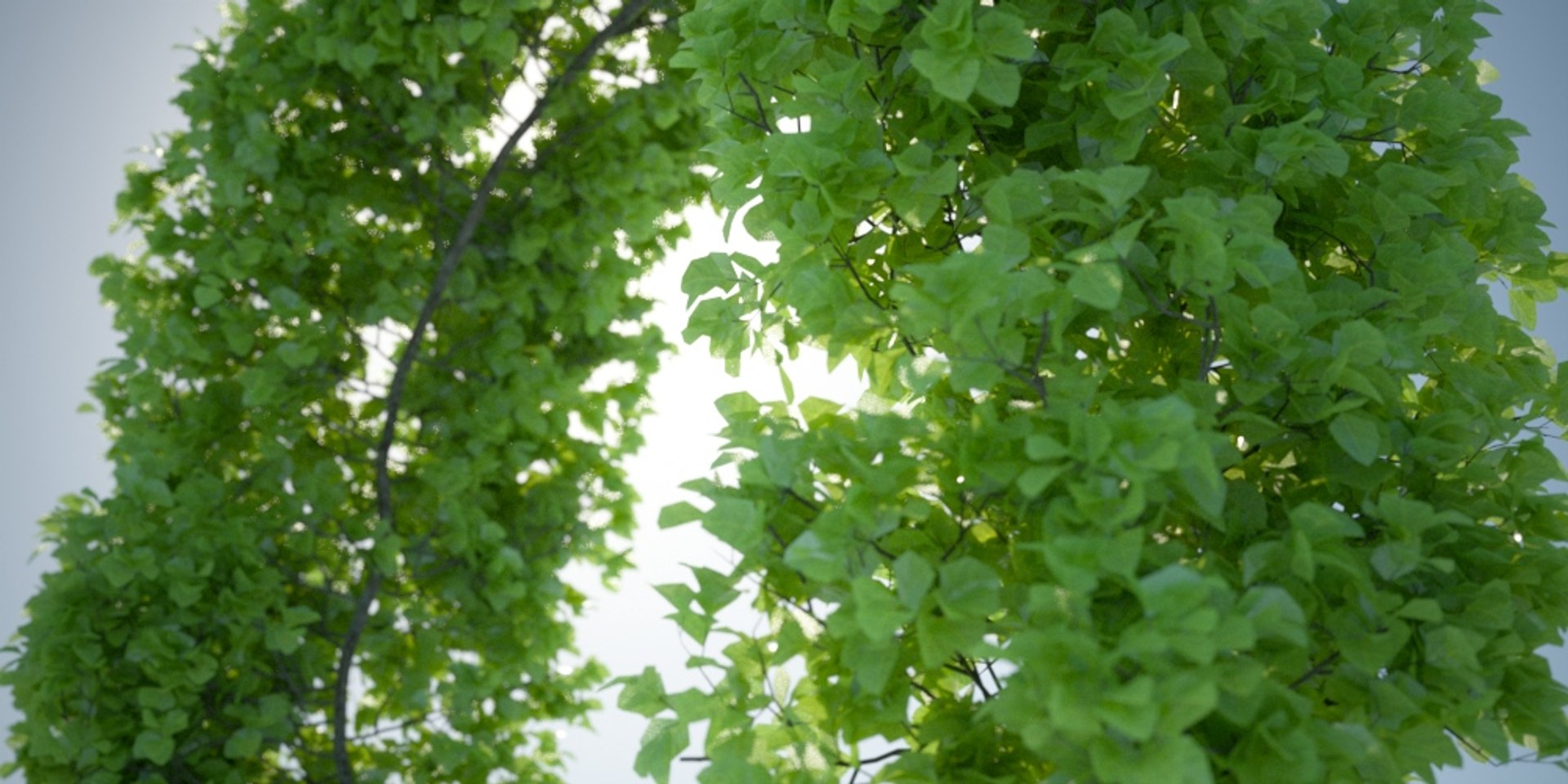 3D model Real Trees I https://p.turbosquid.com/ts-thumb/Ij/Jk2K9a/qA/hornbeamtest02/jpg/1684780521/1920x1080/fit_q87/a8b1ff5d42de420706cd98348592a61c5ad93f4a/hornbeamtest02.jpg