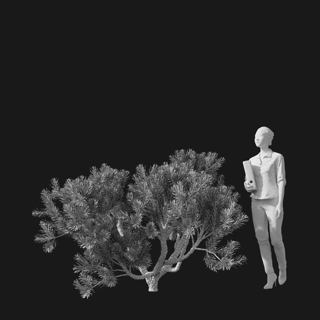 3D model Real Trees I https://p.turbosquid.com/ts-thumb/Ij/Jk2K9a/qM/vppinusmugov4wire/jpg/1684780974/1920x1080/fit_q87/dd39603b31f865c63708a6a2b726dcddc5dbfae5/vppinusmugov4wire.jpg