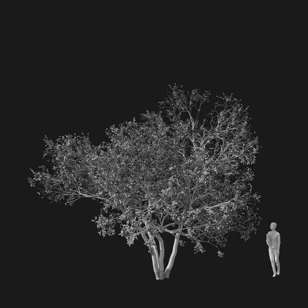 3D model Real Trees I https://p.turbosquid.com/ts-thumb/Ij/Jk2K9a/qk/vpmalusv4wire/jpg/1684780966/1920x1080/fit_q87/bc9edded03555ed195771d365bfc64badf209150/vpmalusv4wire.jpg