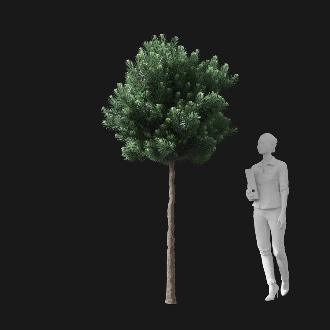 3D model Real Trees I https://p.turbosquid.com/ts-thumb/Ij/Jk2K9a/r8/vppinusmugov3/jpg/1684780973/1920x1080/fit_q87/78976b2626891e11d9e89afe18aa241091bfe0a3/vppinusmugov3.jpg