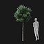 Real Trees I