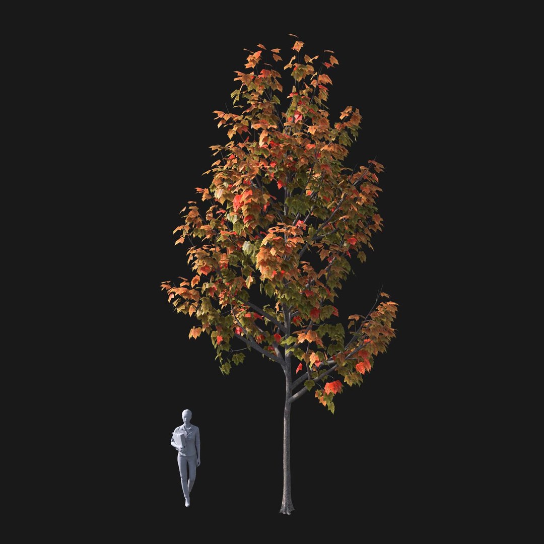 3D model Real Trees I https://p.turbosquid.com/ts-thumb/Ij/Jk2K9a/s4/vpredmaplev3/jpg/1684780992/1920x1080/fit_q87/74be5e5b33eeda6ee7b92e47e3ce14fe752d4f4e/vpredmaplev3.jpg