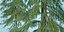 Real Trees I