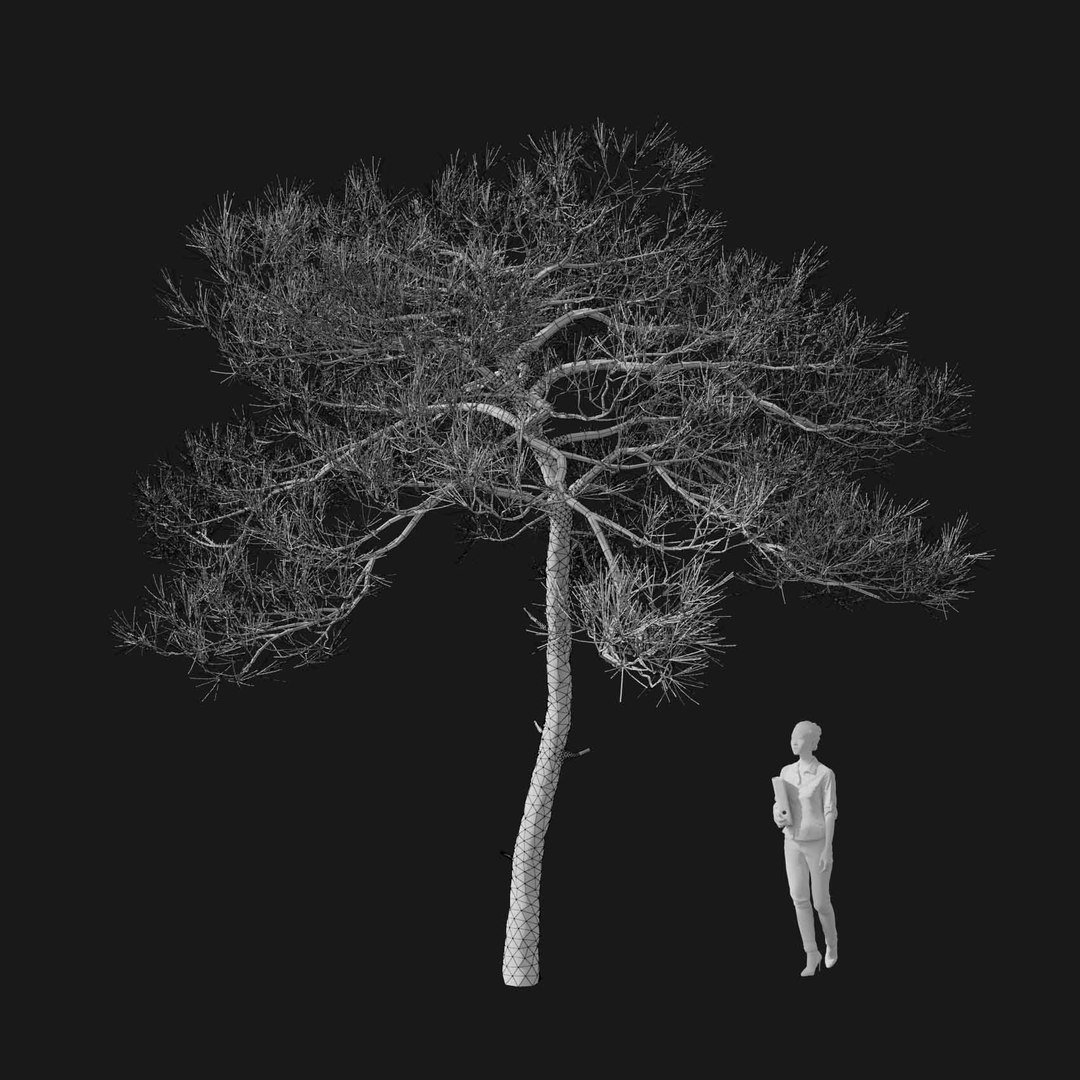 3D model Real Trees I https://p.turbosquid.com/ts-thumb/Ij/Jk2K9a/sV/vppinussylvestrisv2wire/jpg/1684780980/1920x1080/fit_q87/b101a3559ad8d1e19b5806d4620fd79dd928fe5f/vppinussylvestrisv2wire.jpg