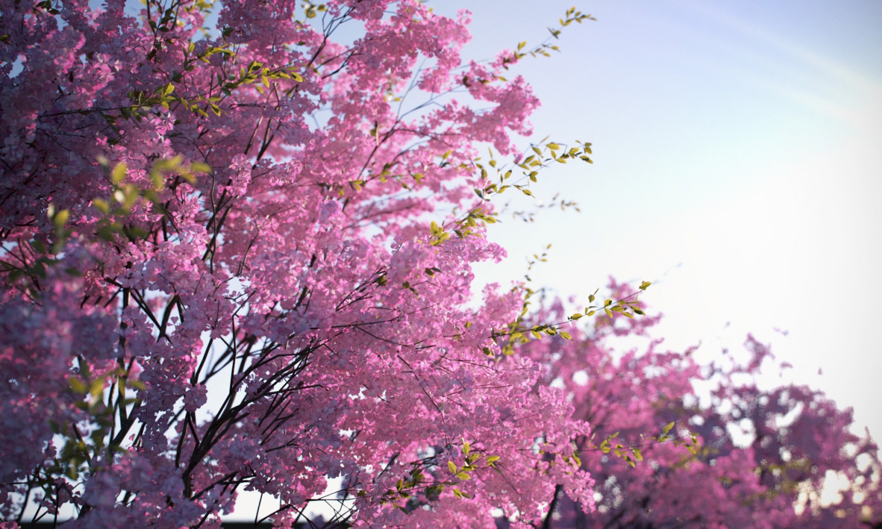3D model Real Trees I https://p.turbosquid.com/ts-thumb/Ij/Jk2K9a/sv/vpsakuraumbrellacloseup011500x900/jpg/1684780517/1920x1080/fit_q87/a6977e36631fd61c69a22c64f2f7995ee30f010c/vpsakuraumbrellacloseup011500x900.jpg