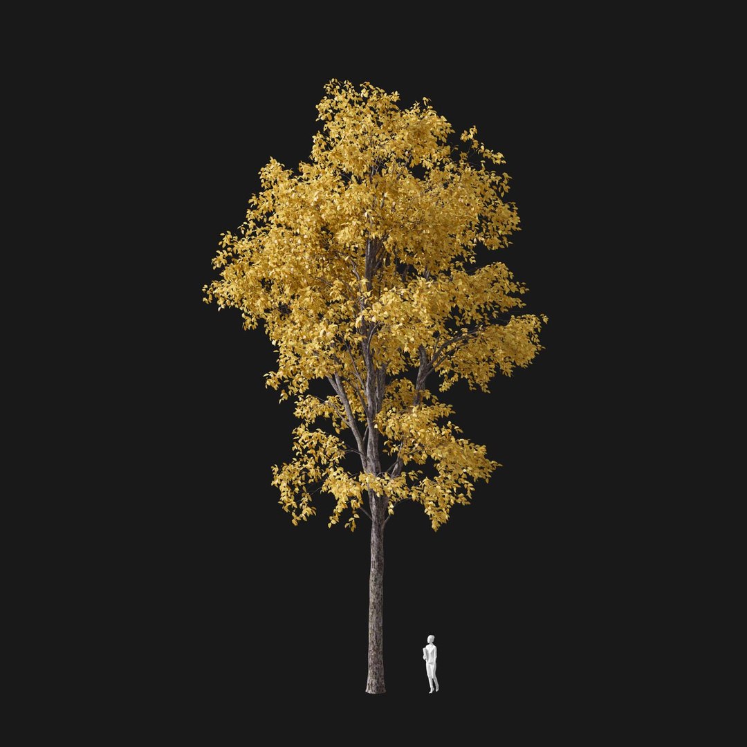 3D model Real Trees I https://p.turbosquid.com/ts-thumb/Ij/Jk2K9a/sx/vpquercosalienav1/jpg/1684780983/1920x1080/fit_q87/608ede81813d125b93765a54cc97c34bb6e49eb1/vpquercosalienav1.jpg