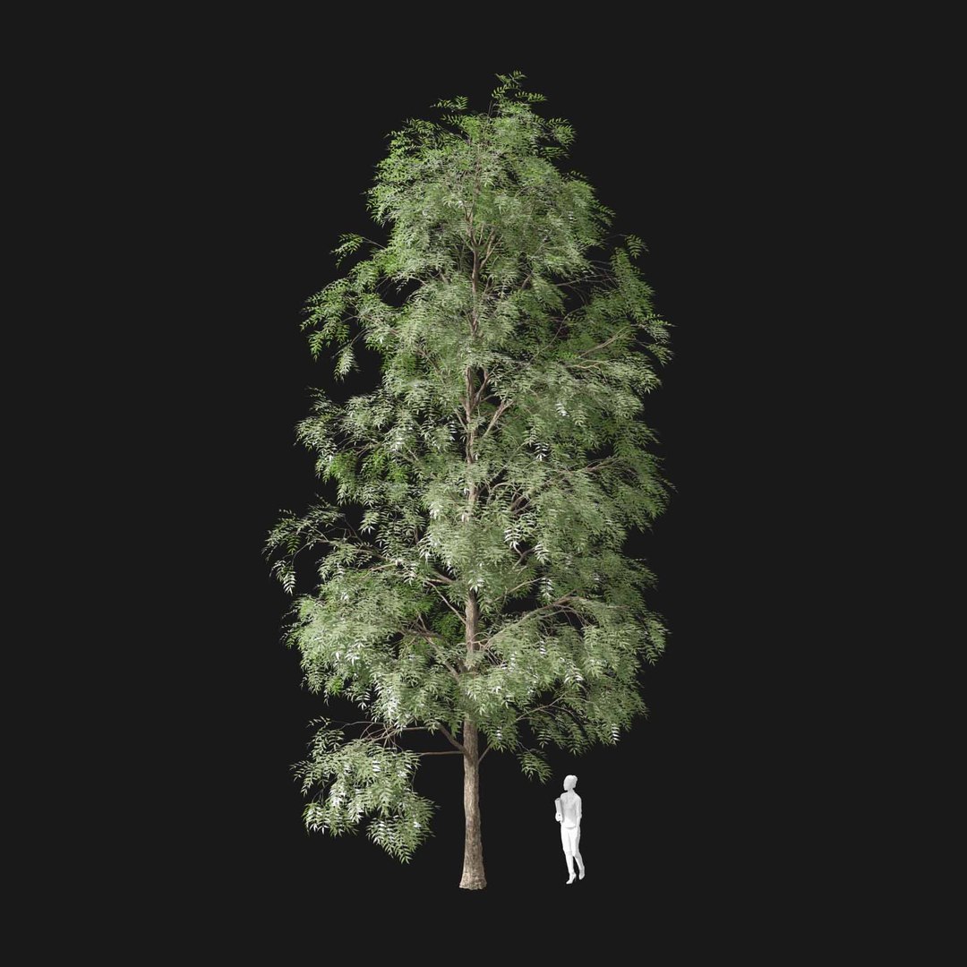 3D model Real Trees I https://p.turbosquid.com/ts-thumb/Ij/Jk2K9a/tW/vpfraxinusexcelsiorv3/jpg/1684780953/1920x1080/fit_q87/060abfdddc48c881fac717ac8fecffdd81aa19f6/vpfraxinusexcelsiorv3.jpg