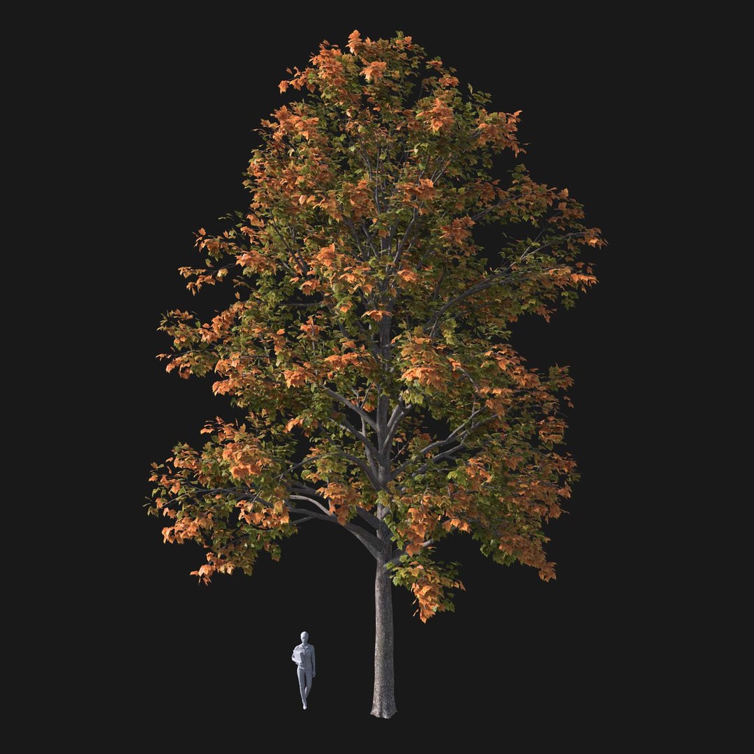 3D model Real Trees I https://p.turbosquid.com/ts-thumb/Ij/Jk2K9a/to/vpredmaplev2/jpg/1684780992/1920x1080/fit_q87/4f3c27c27eb93985cbddee1717e1d8320888d37a/vpredmaplev2.jpg