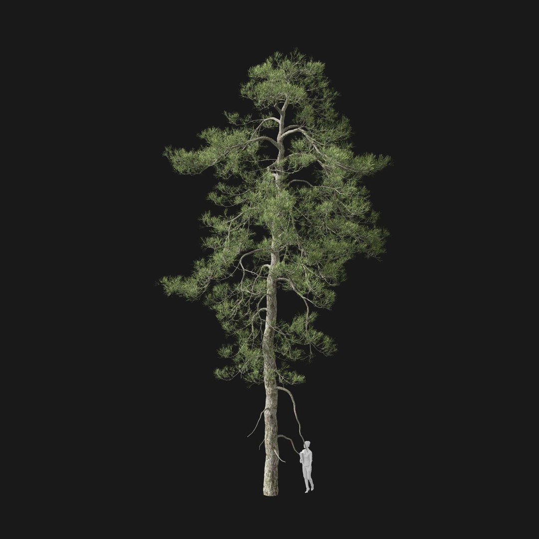 3D model Real Trees I https://p.turbosquid.com/ts-thumb/Ij/Jk2K9a/uc/vppinussylvestrisv4/jpg/1684780982/1920x1080/fit_q87/0841cb0e2957cdbccd3a111605500a1a123a8fd0/vppinussylvestrisv4.jpg