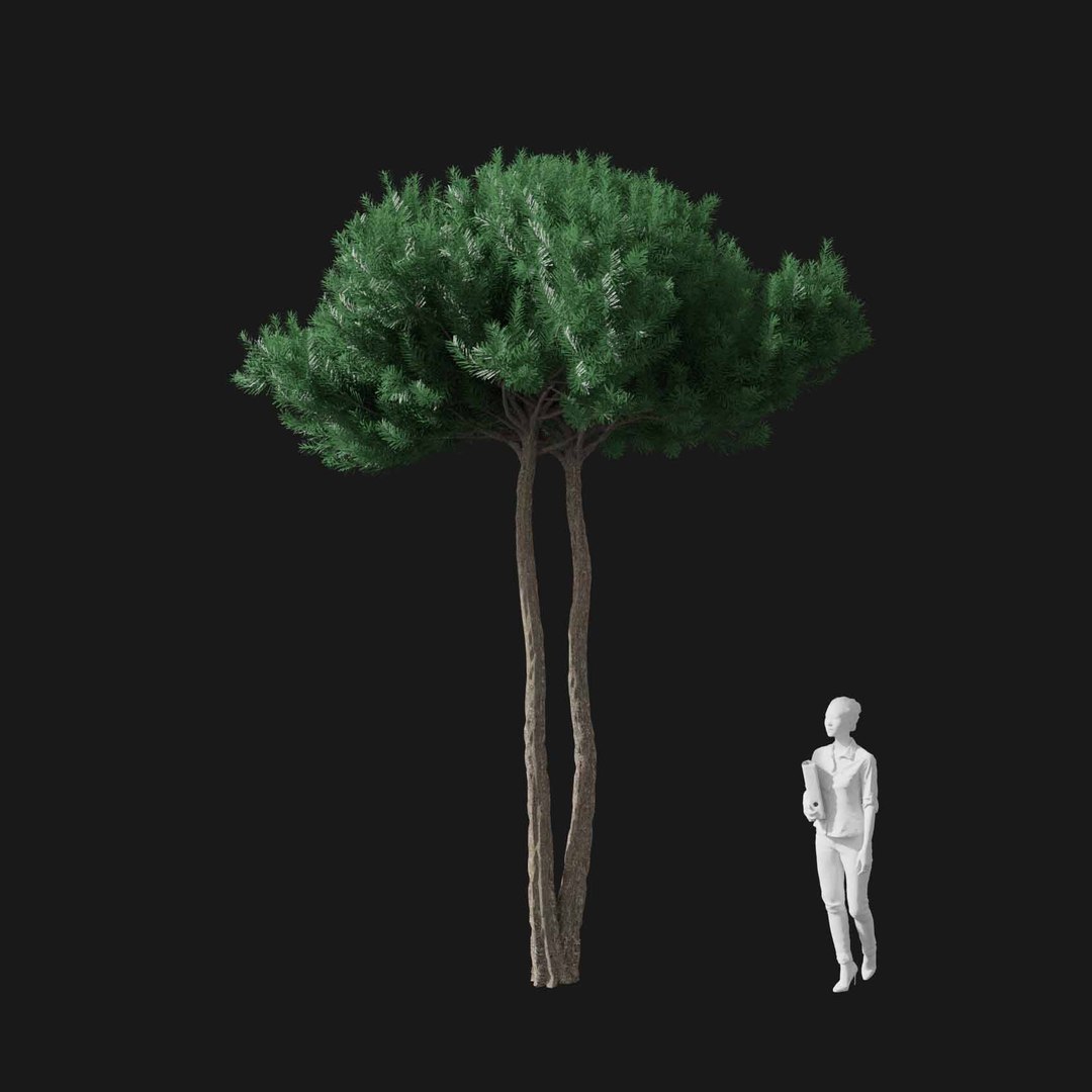 3D model Real Trees I https://p.turbosquid.com/ts-thumb/Ij/Jk2K9a/v5/vppinuspineav1/jpg/1684780975/1920x1080/fit_q87/628c879a2f035946856d2c0baf09e3de9594b941/vppinuspineav1.jpg