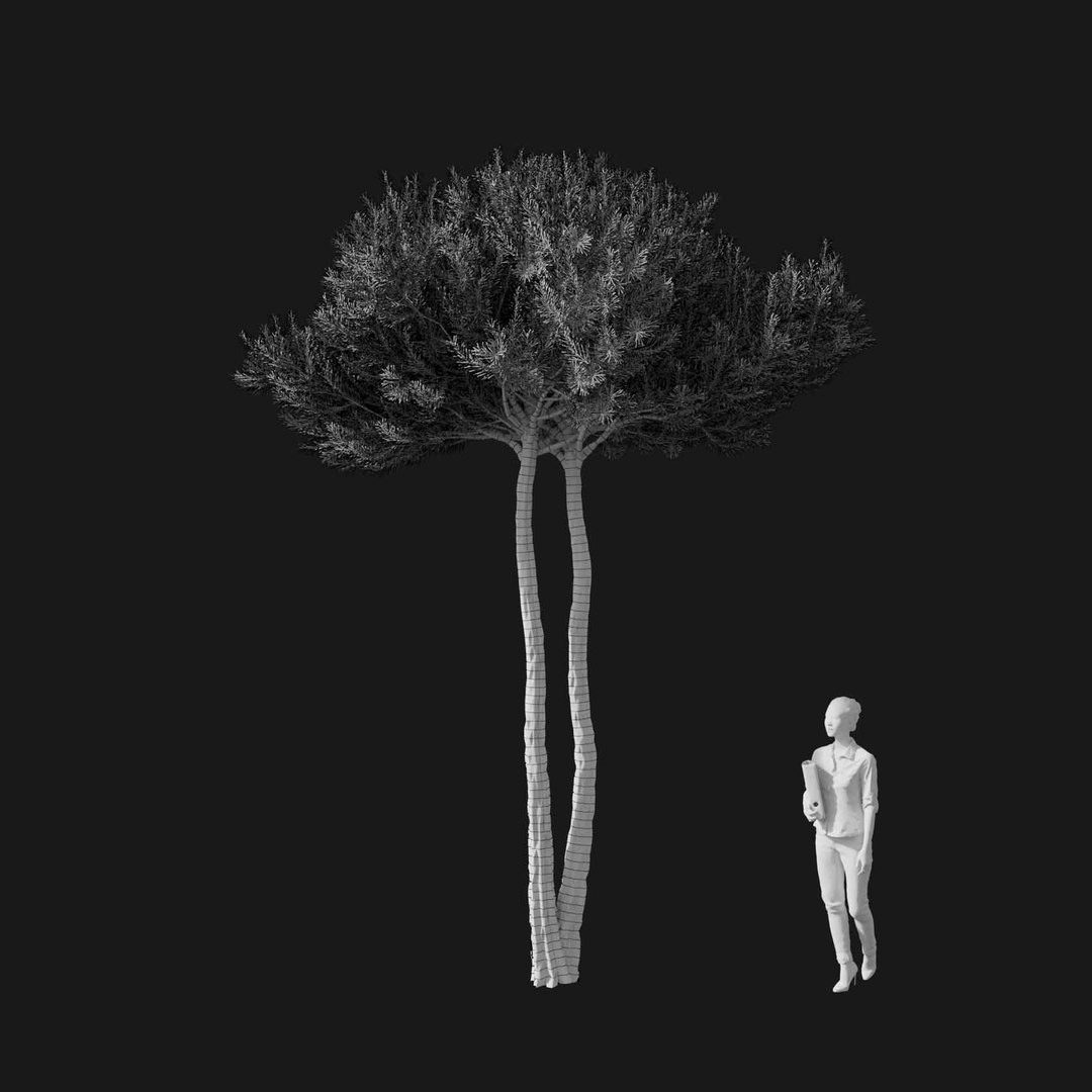 3D model Real Trees I https://p.turbosquid.com/ts-thumb/Ij/Jk2K9a/w5/vppinuspineav1wire/jpg/1684780975/1920x1080/fit_q87/8256c29037a326d74bf8472606bbebd2ad33f3c2/vppinuspineav1wire.jpg