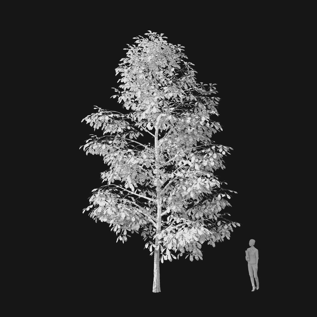 3D model Real Trees I https://p.turbosquid.com/ts-thumb/Ij/Jk2K9a/xD/vpaesculushippocastanumv2wire/jpg/1684780940/1920x1080/fit_q87/f20497c114f5321d0614e9fbf86fc4d762a4191f/vpaesculushippocastanumv2wire.jpg